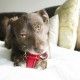 juguete-dental-kong-dental-stick-varios-tamanos-perro