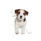 royal-canin-mini-puppy-perro