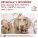 royal-canin-renal-small-dogs-dietas-veterinario