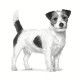 royal-canin-renal-small-dogs-dietas-perro