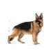 royal-canin-maxi-adult-15-kg-perro