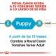royal-canin-yorkshire-terrier-puppy-etapa