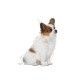royal-canin-x-small-puppy-perro