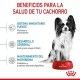 royal-canin-x-small-puppy-informacion-02