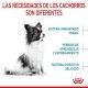 royal-canin-x-small-puppy-informacion