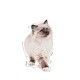 royal-canin-kitten-pouch-en-salsa-85-g-gato