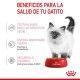 royal-canin-kitten-pouch-en-salsa-85-g-beneficios