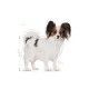 royal-canin-x-small-adult-perro