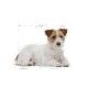 royal-canin-mini-ageing-12-perro