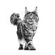 royal-canin-gatos-early-renal-dietas-15-kg-gato