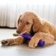 kong-squeezz-stick-crackle-varios-colores-perro