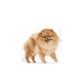 royal-canin-pomeranian-adult-perro