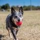 kong-ball-pelota-maciza-color-rojo-varios-tamanos-perro