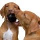 kong-ball-extreme-pelota-maciza-color-negro-varios-tamanos-perro