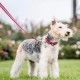 arnes-ajustable-red-dingo-rainbow-arcoiris-nailon-varias-tallas-fotografia-perro