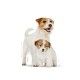 royal-canin-perros-mini-starter-mother-babydog-perro