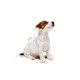 royal-canin-perros-puppy-mini-sobrepouch-en-salsa-85-g-perro