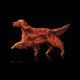 optima-nova-adult-mature-pollo-y-arroz-perro