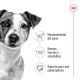 royal-canin-perros-mini-adult-beneficios