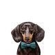 amanova-adult-mini-exigent-cerdo-iberico-fresco-grain-free-perro