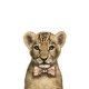amanova-gato-kitten-exquisite-pollo-fresco-low-grain