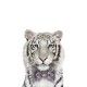 amanova-gato-sterilised-cat-pescado-blanco-grain-free-06