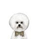 amanova-adult-mini-digestive-conejo-fresco-grain-free-perro