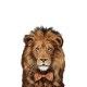 amanova-gato-sterilised-cat-pollo-fresco-low-grain-04