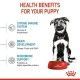 royal-canin-perros-puppy-maxi-03