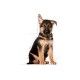 royal-canin-perros-puppy-maxi-perro