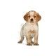 royal-canin-perros-puppy-medium-06