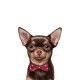amanova-adult-mini-obesity-pavo-fresco-low-grain-perro
