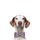 amanova-adult-mobility-pescado-blanco-fresco-low-grain-perro