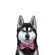 amanova-adult-sensitive-salmon-fresco-grain-free-perro