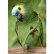 psittacus-high-protein-alta-proteina-800-g-ave