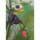 psittacus-omega-para-loros-800-g-ave