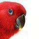 psittacus-omega-para-loros-800-g-ave-03