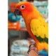 psittacus-mini-450-g