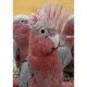 psittacus-mini-450-g