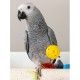 psittacus-high-energy-alta-energia-800-g