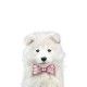 amanova-puppy-sensitive-salmon-fresco-grain-free-perro