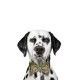 amanova-adult-digestive-conejo-fresco-grain-free-perro