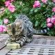 corazon-de-hierba-gatera-catnip-euphoria-croci-7-cm-gato