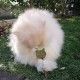 varita-de-hierba-gatera-y-silvervine-gato-catnip-euphoria-croci