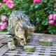 varita-de-hierba-gatera-y-silvervine-gato-catnip-euphoria-croci