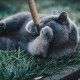 piruleta-de-hierba-gatera-y-silvervine-catnip-euphoria-croci-2-unidades-gato
