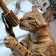 tronco-de-silvervine-euphoria-croci-12-cm-gato