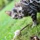 varita-de-silvervine-con-plumas-bola-euphoria-croci-gato-02