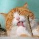 palitos-de-silvervine-euphoria-croci-5-unidades-gato