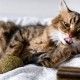 bolas-de-hierba-gatera-y-silvervine-catnip-euphoria-croci-2-unidades-gato